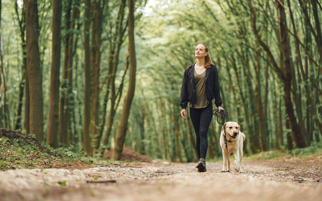 Responsabilités du propriétaire d&rsquo;un animal